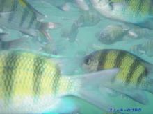 スノーキーのブログ-パヤ島ダイビング魚