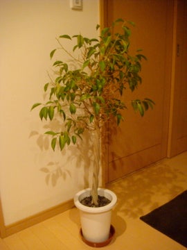 ZAKY★BLOG-ベンジャ