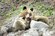 ヒグマの親子