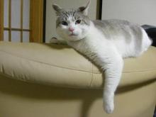ちわわっこ生活