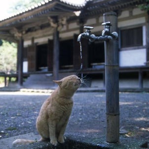 ネコは暑くても大丈夫？。の画像