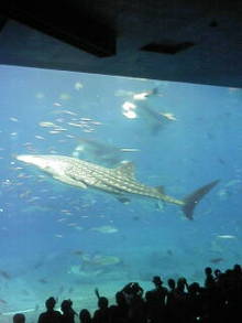 2008-09-19_17-12.jpg