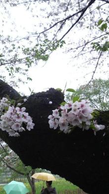 北上展勝地1