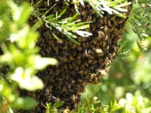 bee