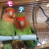 真似真似モモっちの画像