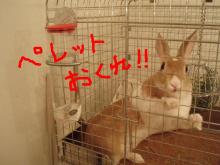 新宿ダッチうさぎ　もこもな日記 with 7 rabbits♪