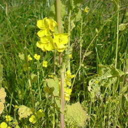 ハチと蓮華-20090207111427.jpg