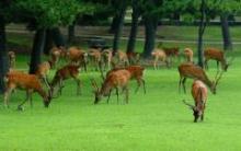 sika