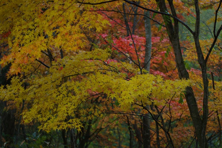 紅葉１
