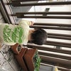 ★脱走★の画像