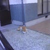 こないだの記録～うずまきと散歩～の画像