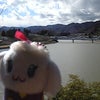 ハチコの画像