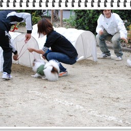 画像 【わんわん運動会ｉｎ２００８！！】Part3♪ の記事より 55つ目