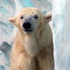 上野動物園　その２の画像