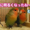 チンゲンサイフィーバーの画像