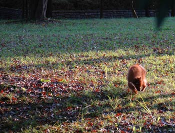 inu