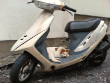 m-cat