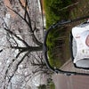 3ヶ月にて初桜の画像