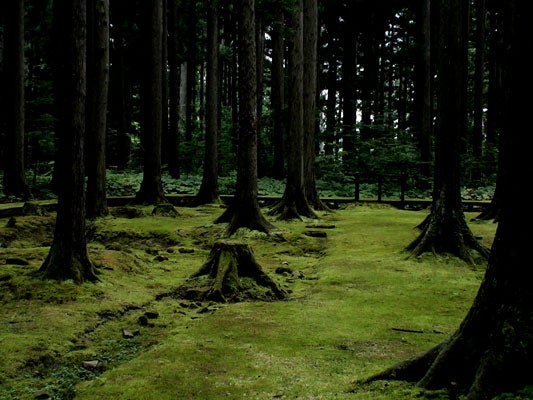 日吉神社・苔の森