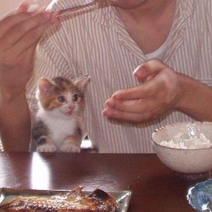 豆腐の角で・・の画像