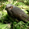 庭の野菜を食い荒らす鳥の正体見つけたの画像