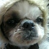 犬の十戒の画像