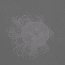 木質バイオマス日誌-カミクラゲ