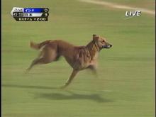 日本 - インド　～犬2～