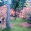 大原三千院【京都】の画像
