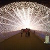 なばなの里その③の画像
