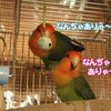 鈴に興味津々な鳥ちゃんの画像