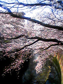 sakura