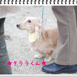 画像 【わんわん運動会！！ｉｎ２００８】part１♪ の記事より 55つ目