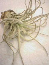 air plants