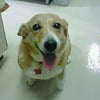 今日のわんコ。の画像