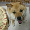 ごめんなさい・・・の画像