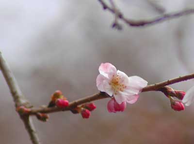 sakura