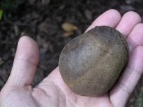 nuts