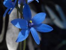 blueorchid
