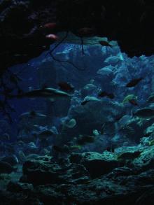 深海の世界。。。
