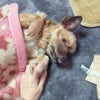 明けました！の画像