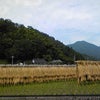 新米の季節の画像