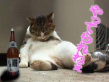 やってられねぇ