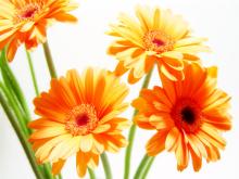 flower-2
