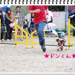 画像 【わんわん運動会！！ｉｎ２００８】part１♪ の記事より 11つ目