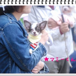画像 【わんわん運動会！！ｉｎ２００８】part１♪ の記事より 35つ目