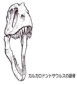 カルカロドントサウルスの頭骨