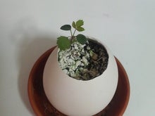 2008062810290000.jpg