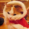 猫部活動記録～猫カフェ～の画像