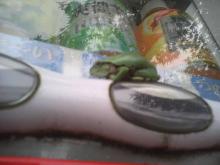 側面